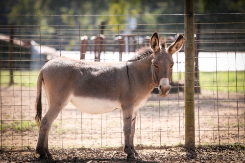 Harmony, the first of two donkeys on our farm, is Sally's companion.
