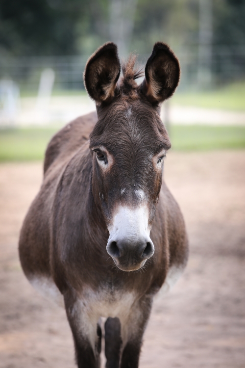 Goobie, our newest donkey addition, lives with my American Warmblood gelding, Bucky.