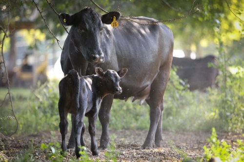 A representative photo of a cow-calf pair on our farm.