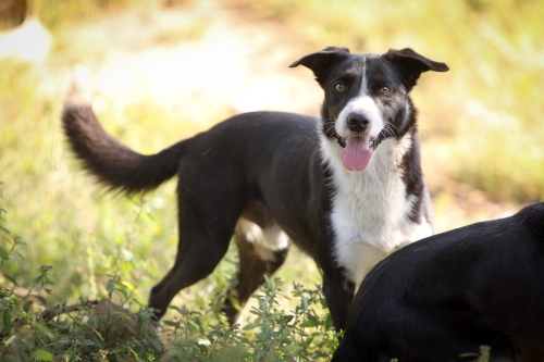 No farm is complete without one or more resident farm dogs. Pictured is one of our two Border Collies, Gus.